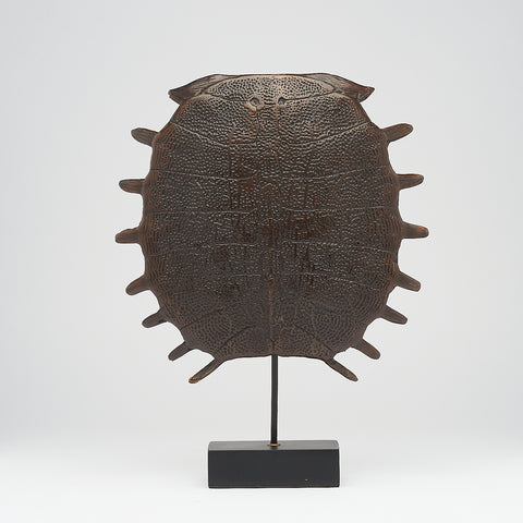 Carapace de tortue spectaculaire