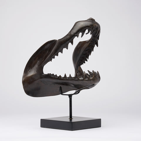 Mâchoire de requin mako