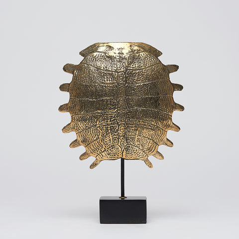 Carapace de tortue spectaculaire