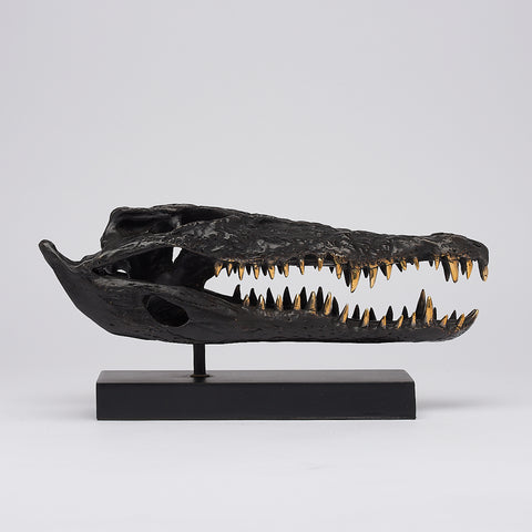 Crâne de crocodile marin