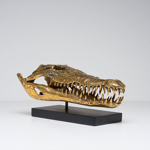 Crâne de crocodile marin
