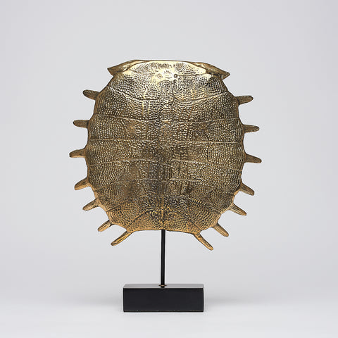 Carapace de tortue spectaculaire