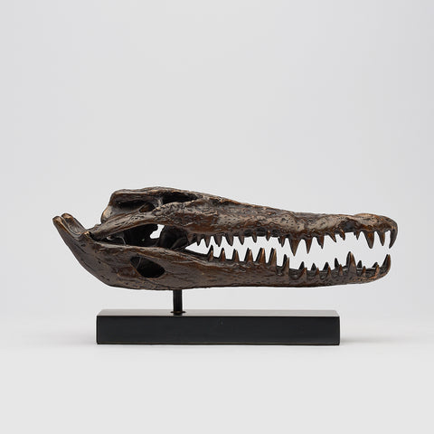 Crâne de crocodile marin