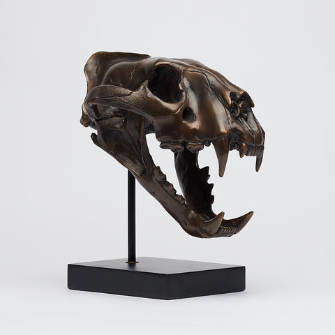 Crâne de tigre de Sumatra