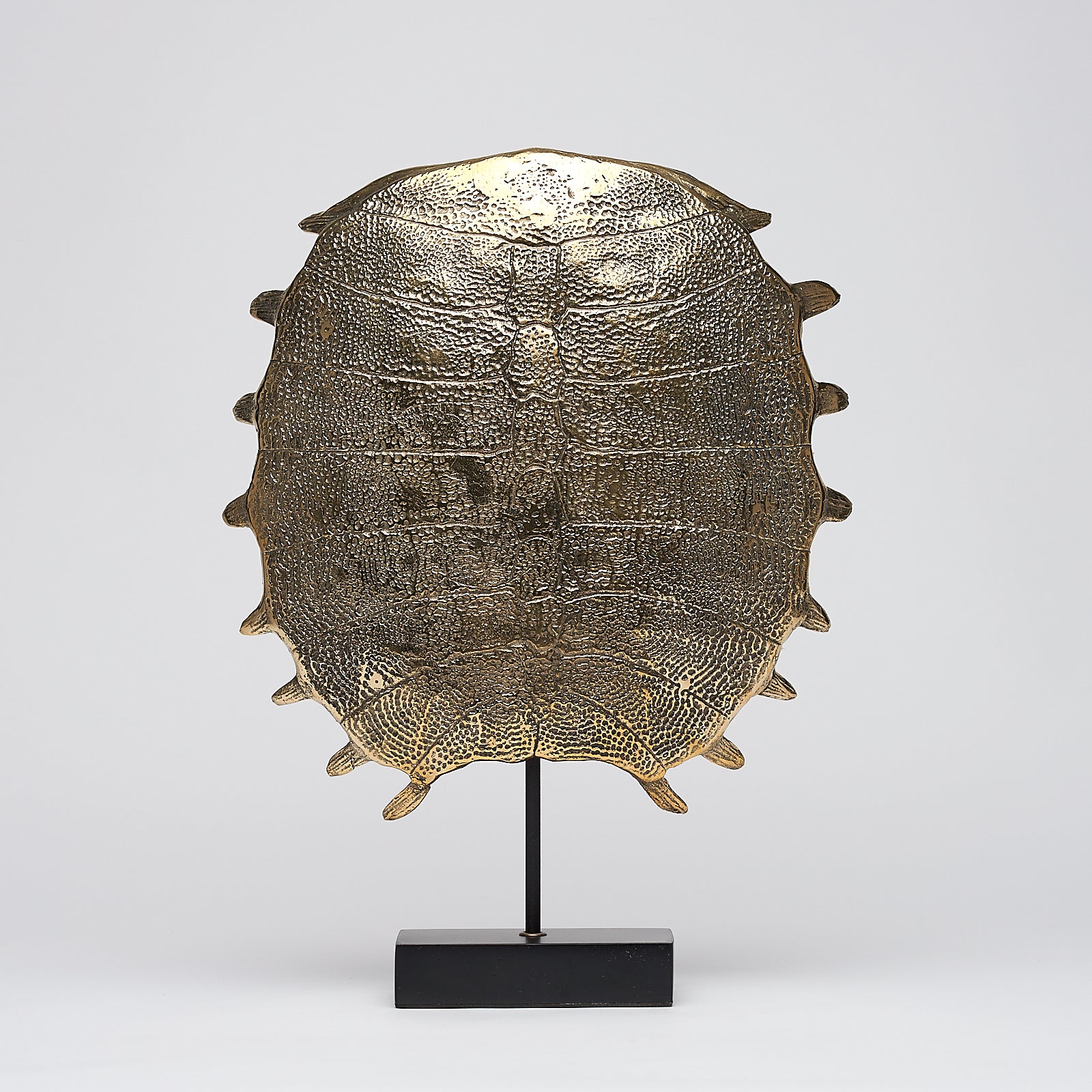 Carapace de tortue spectaculaire