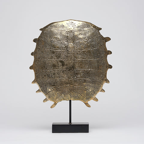 Carapace de tortue spectaculaire