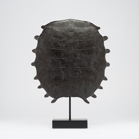 Carapace de tortue spectaculaire