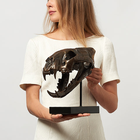 Crâne de tigre de Sumatra
