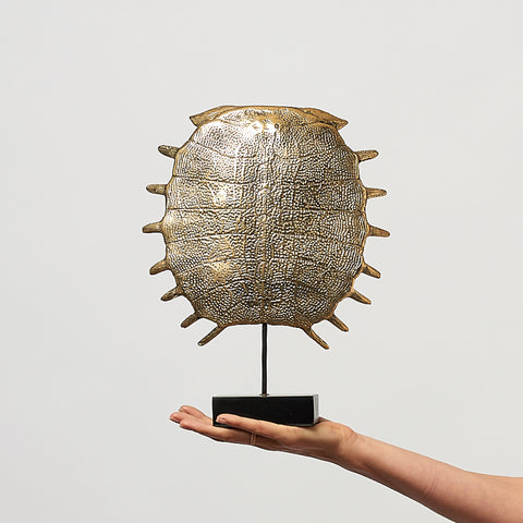 Carapace de tortue spectaculaire