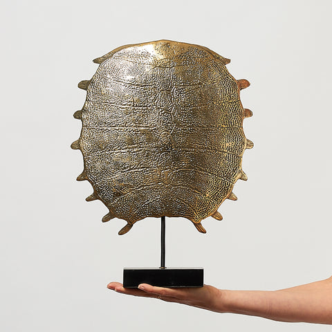 Carapace de tortue spectaculaire