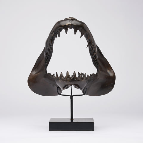 Mâchoire de requin mako