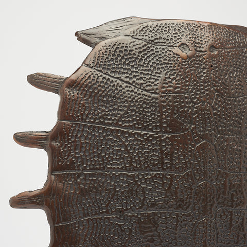Carapace de tortue spectaculaire