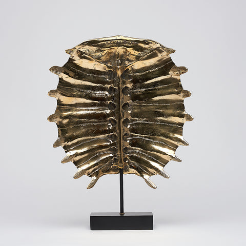 Carapace de tortue spectaculaire