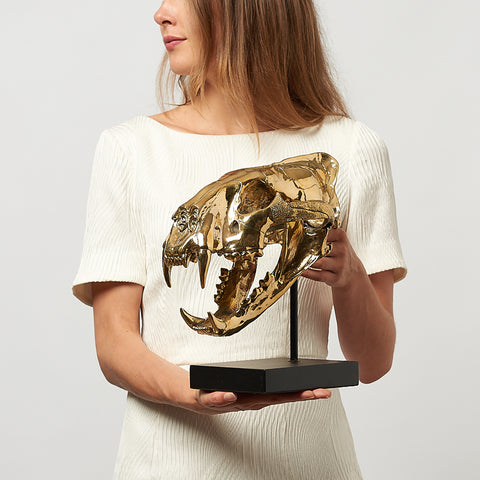 Crâne de tigre de Sumatra