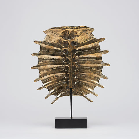 Carapace de tortue spectaculaire