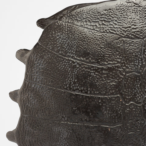 Carapace de tortue spectaculaire