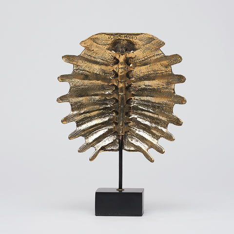 Carapace de tortue spectaculaire