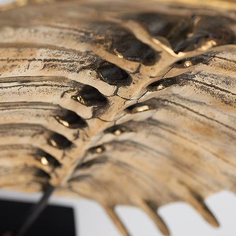 Carapace de tortue spectaculaire