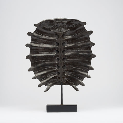 Carapace de tortue spectaculaire