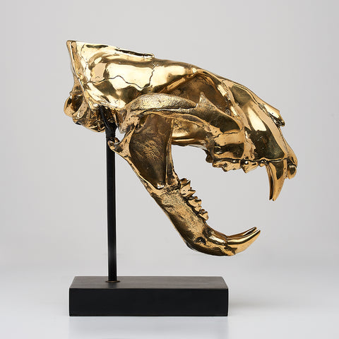 Crâne de tigre de Sumatra