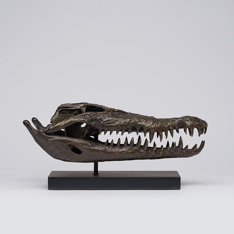Crâne de crocodile marin