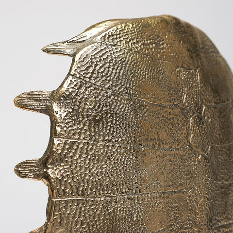 Carapace de tortue spectaculaire