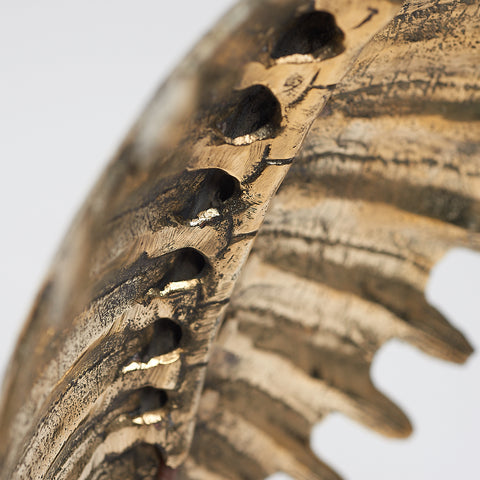 Carapace de tortue spectaculaire