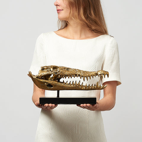 Crâne de crocodile marin