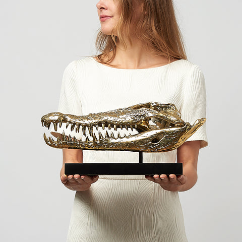 Crâne de crocodile marin