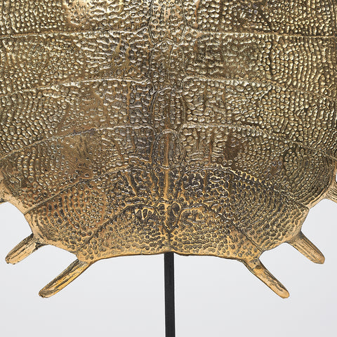 Carapace de tortue spectaculaire