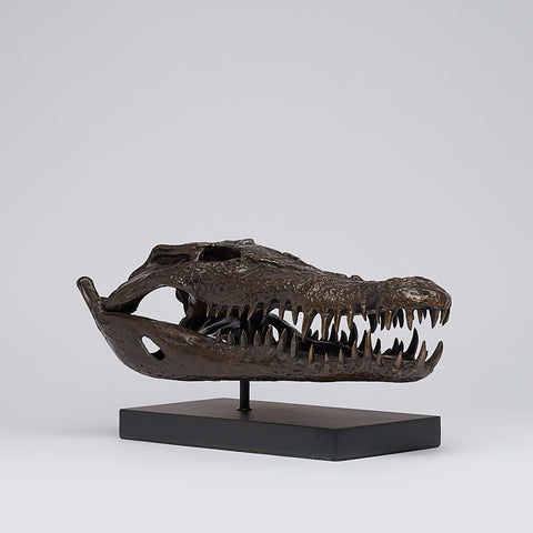 Crâne de crocodile marin