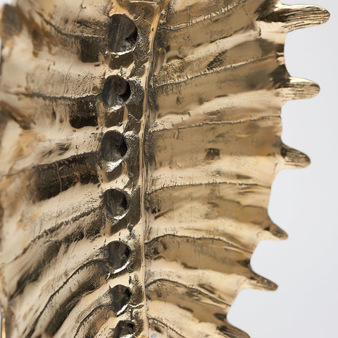 Carapace de tortue spectaculaire
