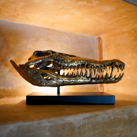 Crâne de crocodile marin