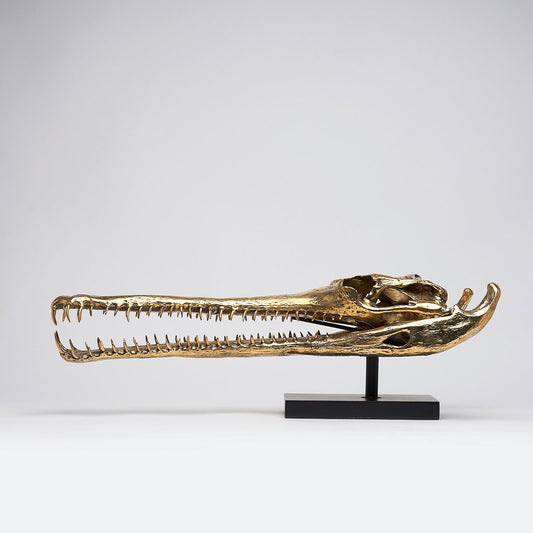 Grand crâne de gavial