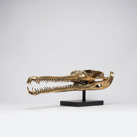 Grand crâne de gavial