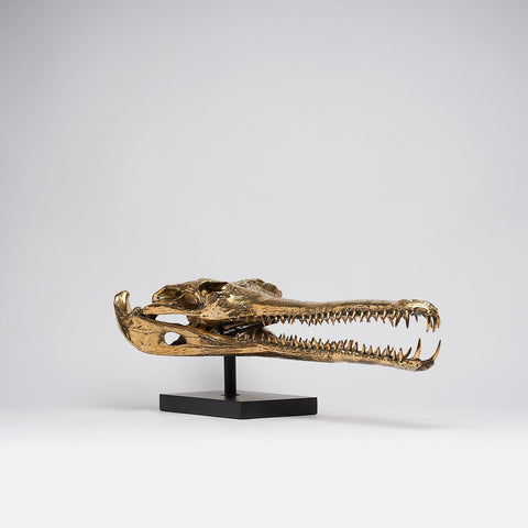 Grand crâne de gavial