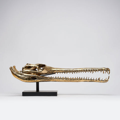 Grand crâne de gavial