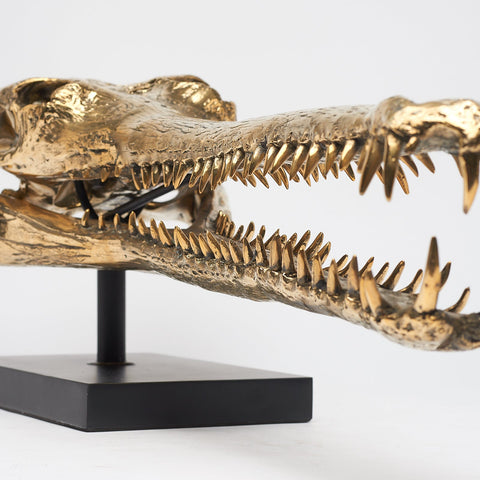 Grand crâne de gavial